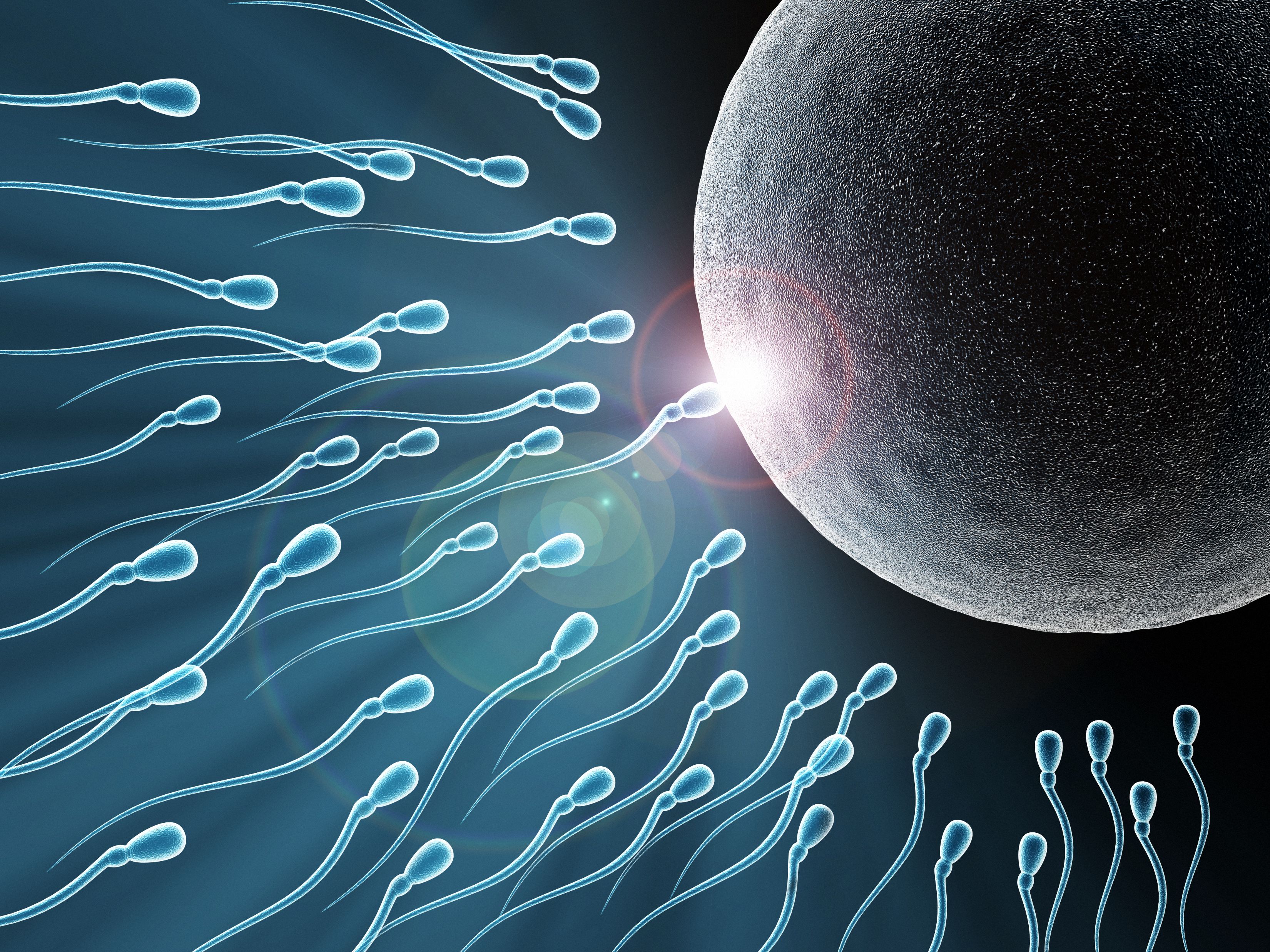 Eggs and Sperms