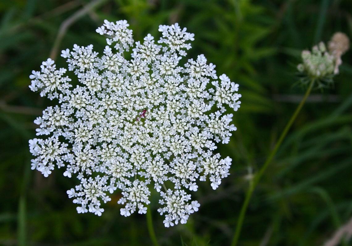 Herbs: Amazing Birth Control