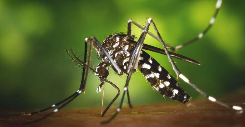 5 Fakta Tentang Demam Denggi Di Malaysia