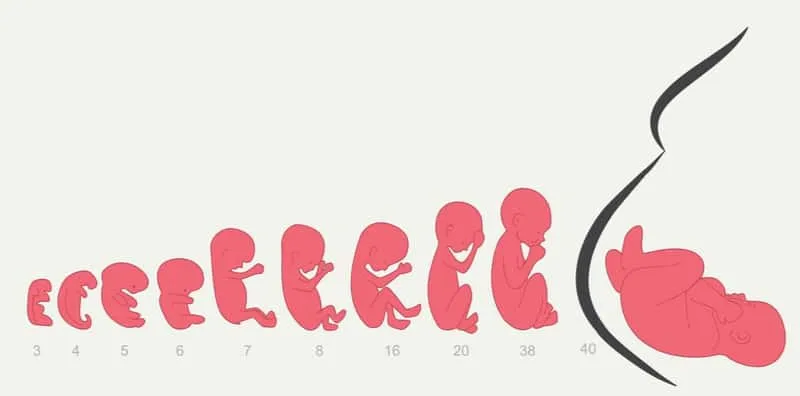 Perkembangan Janin Minggu 1: Apabila Telur Bersedia Untuk Bersenyawa!