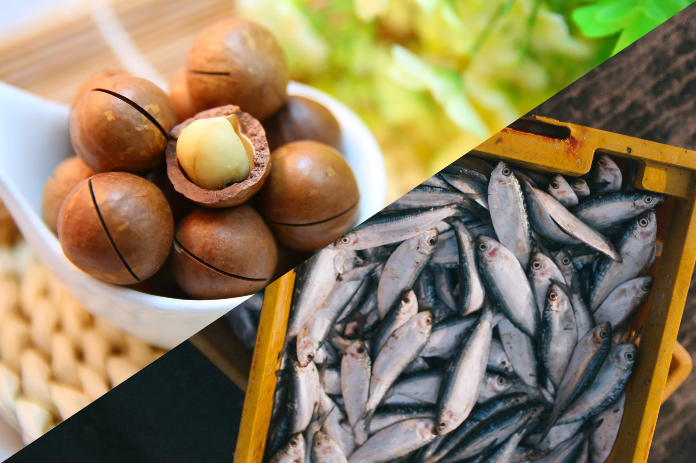 Protein Haiwan vs Protein Tumbuhan