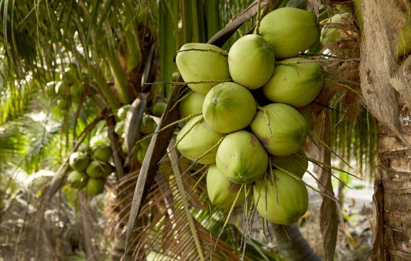 Ini Antara 1001 Kelebihan Buah Kelapa Yang Mungkin Tidak Anda Ketahui, Baik Untuk Kesihatan Juga!