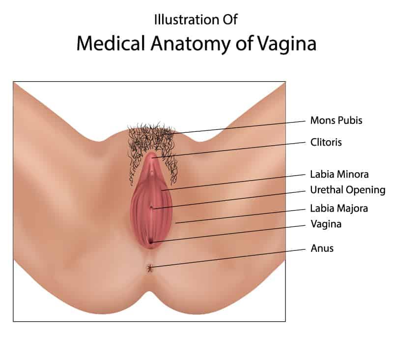 sistem reproduktif perempuan