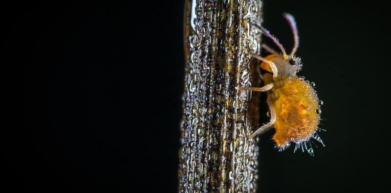 Asyik Garu Kepala Yang Gatal, Ini Mungkin Petanda Anda Ada Kutu Kepala!