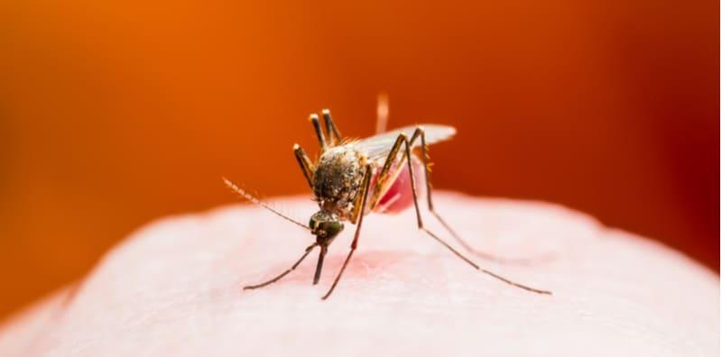 Denggi dan Malaria, Ini Perbezaan Yang Boleh Dikenal Pasti!