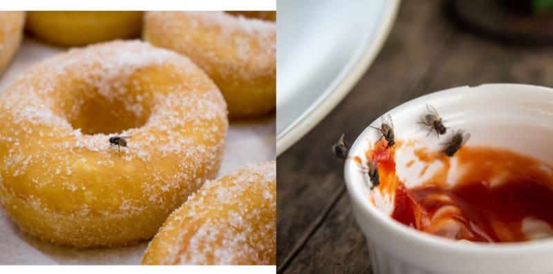 Lalat, Serangga Kotor Berbahaya! Kenali 4 Penyakit Bawaan Lalat