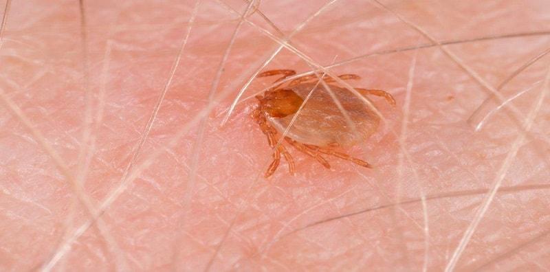 Ada Haiwan Ternakan? AWAS, Ada Risiko Penyakit Disebabkan Gigitan Kutu!