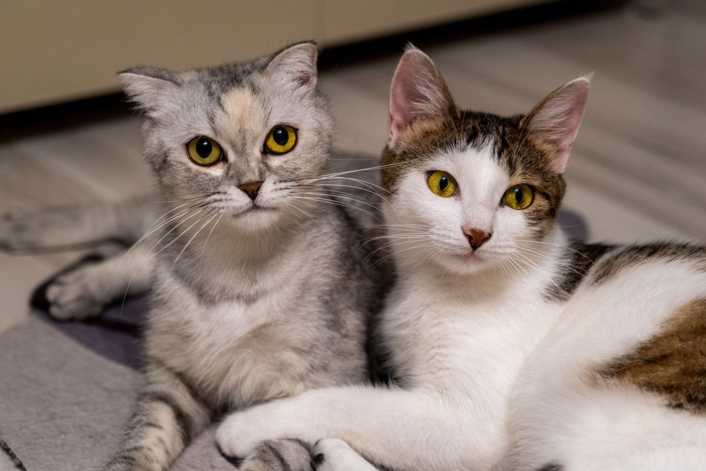 Suka Bela Kucing, Tapi Selalu Bersin? Masalahnya Bukan Pada Kucing, Tapi Udara Rumah Anda!