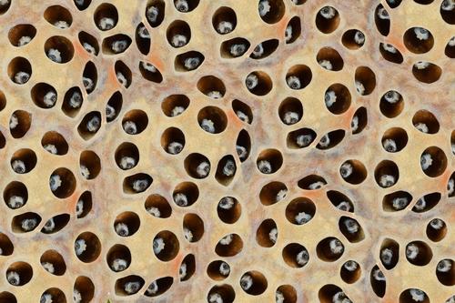 Apa Itu Trypophobia?