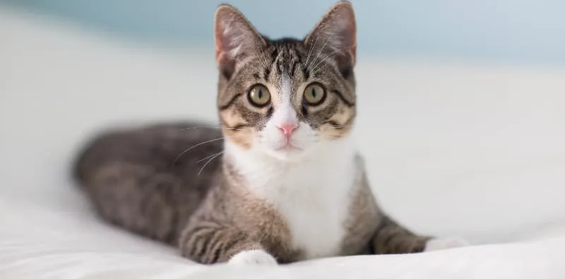 Selalu Kena Cakar Dengan Kucing? Jangan AMBIL MUDAH, Anda Mungkin Terkena CDC!