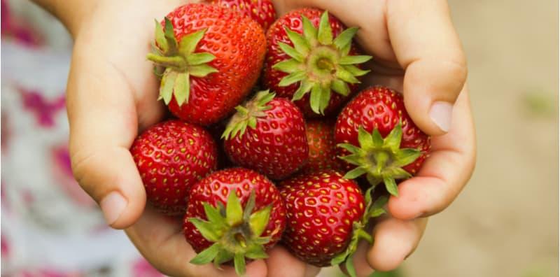 Bila Masa Sesuai Untuk Si Kecil Makan Buah Strawberi? Ia Boleh Menguatkan Sistem Imun Anak!