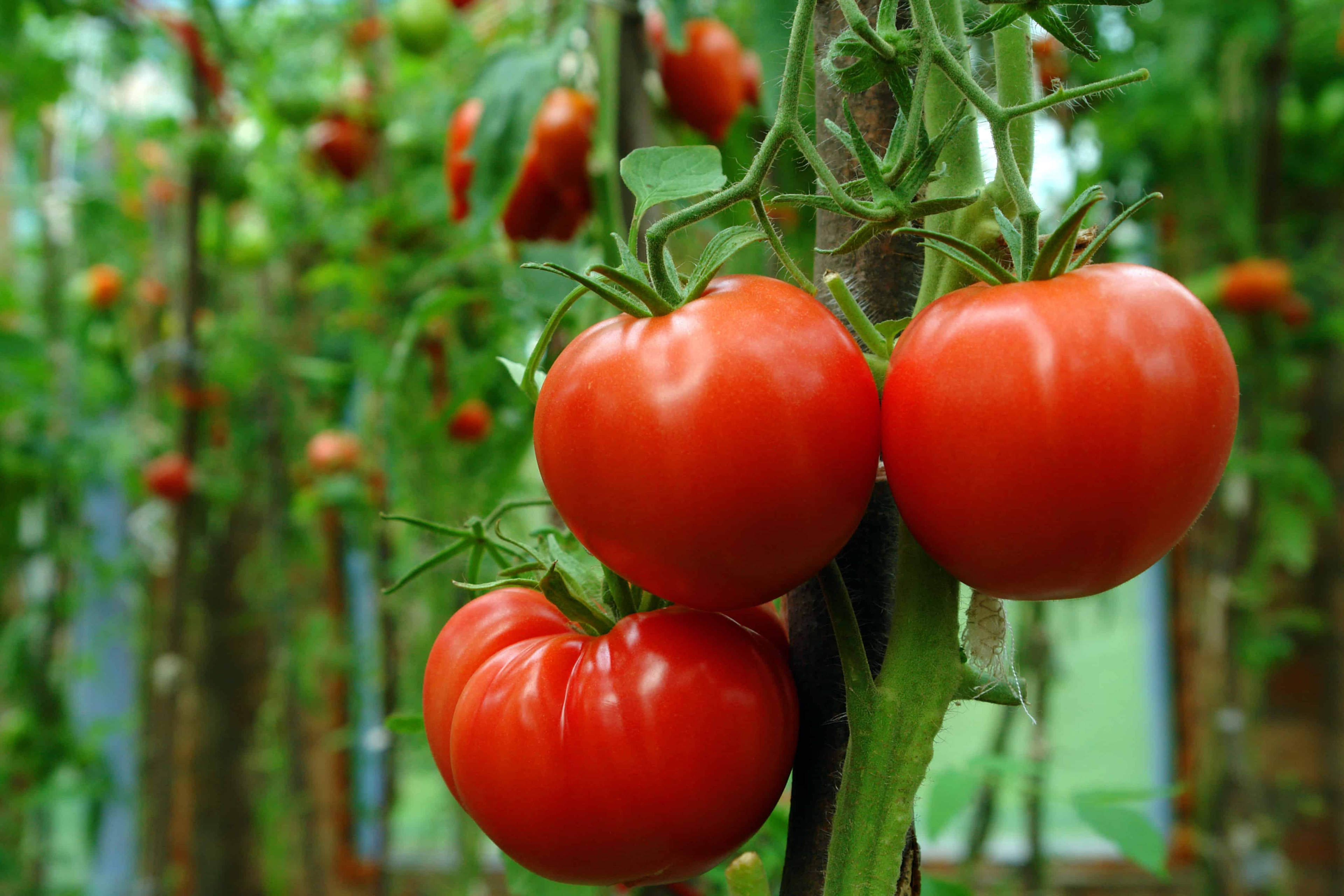 Our Obsession With Perfectly Red Tomatoes Is Ruining Its Taste