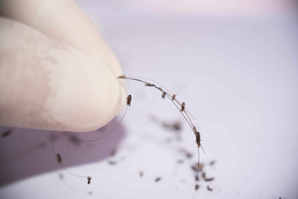 Kutu Pada Rambut Bagaimana ia Berlaku - dijangkiti kutu