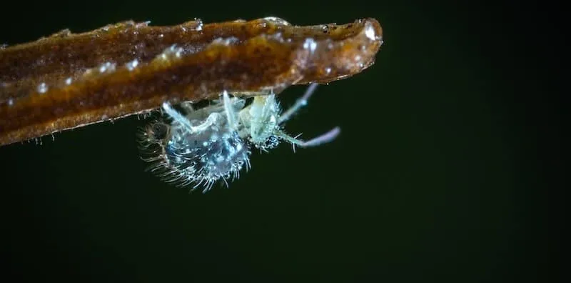 Kutu Rambut Kanak-kanak: Adakah Satu Masalah Besar?