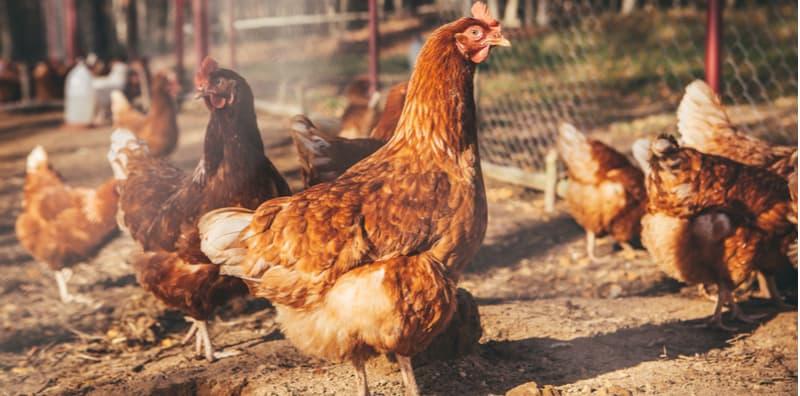 Ada Sebab Daging Ayam Kampung Itu Lebih Sedap & Sihat! Telurnya Juga Bagus?