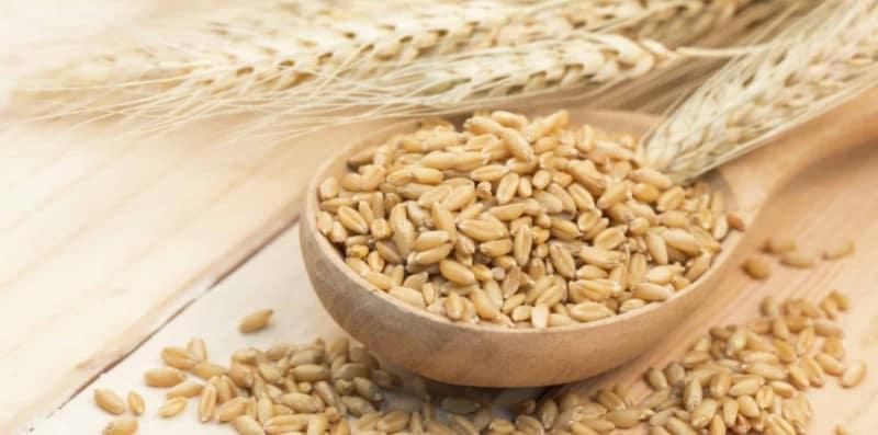 Patutlah Ramai Yang Suka Minum Air Barli, Rupanya Ia Lebih Bagus Dari Nasi!