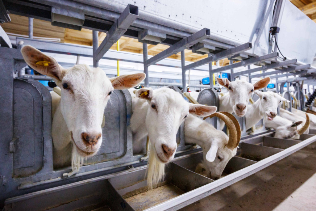 Adakah Susu Kambing Sesuai Diberikan Kepada Bayi - 3