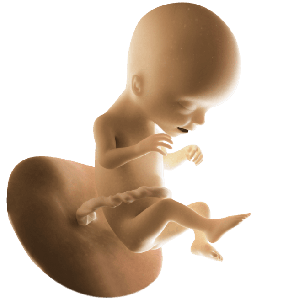 Infant