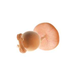 Minggu 5