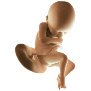 Infant