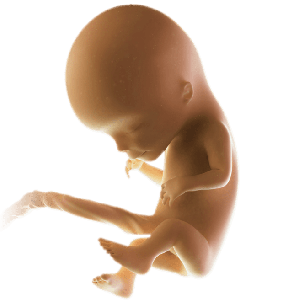 Infant