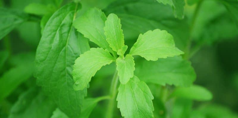 Stevia 400x Ganda Lebih Manis Daripada Gula! Benarkah Ia Pemanis Alternatif Terbaik?