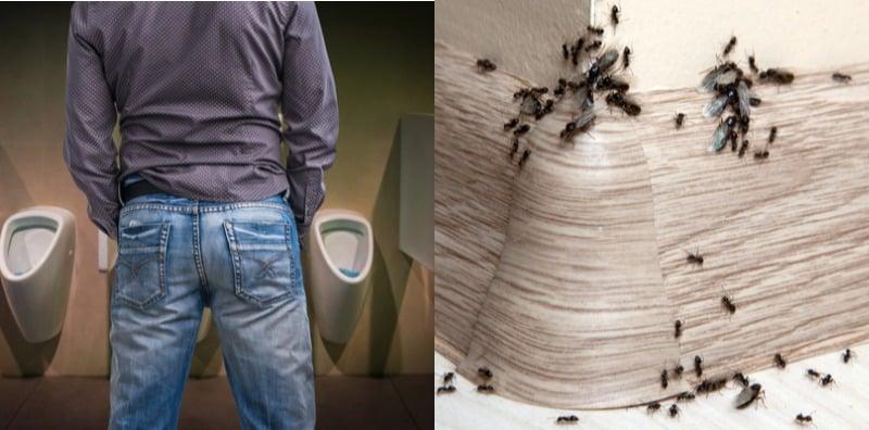 Air Kencing Dihurung Semut? Selain Tanda Diabetes, Ini Juga Simptom Kondisi Lain!