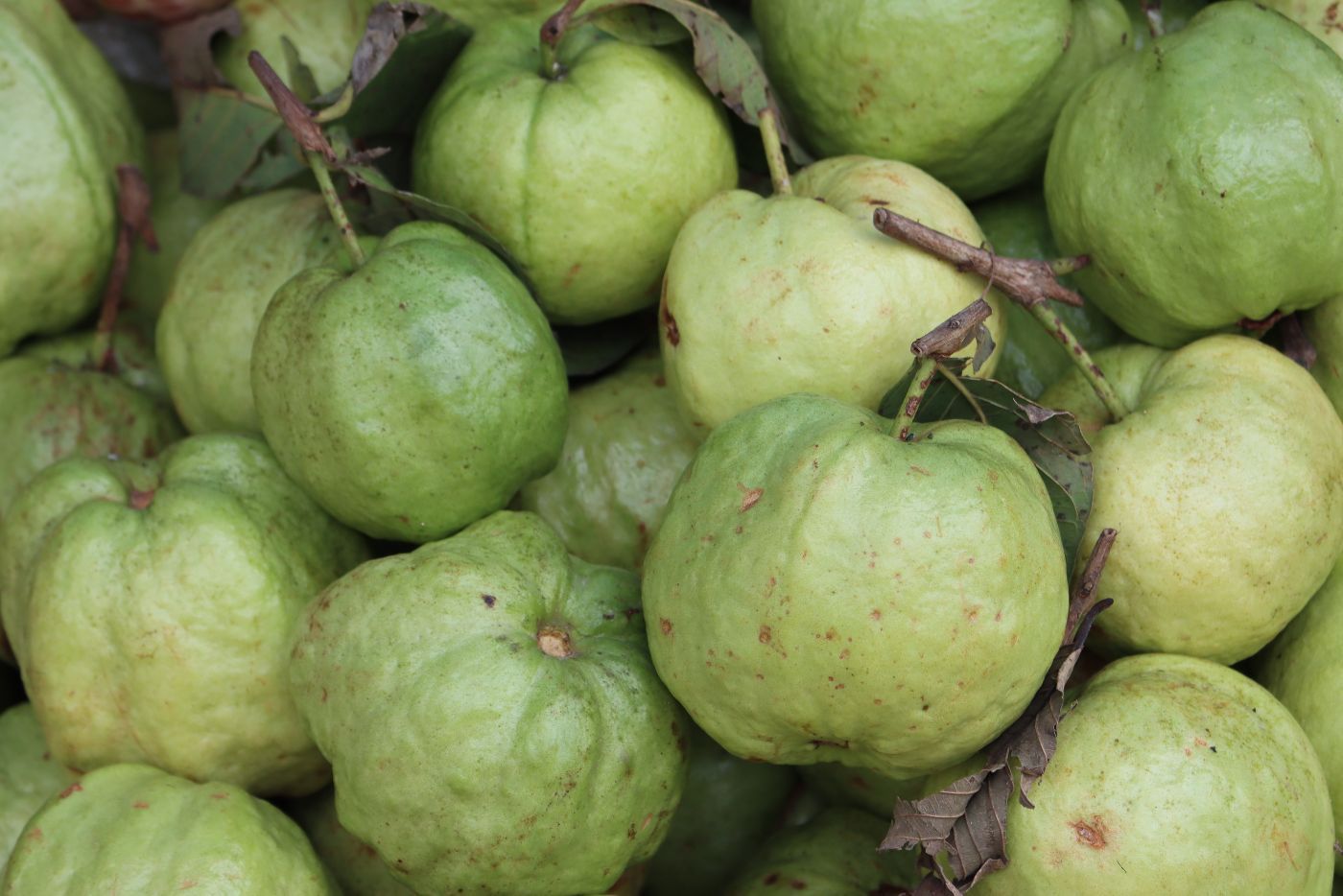 WOW! Ada 12 Manfaat Jambu Batu Untuk Ibu Hamil, Paling Best, Khasiat No.12!