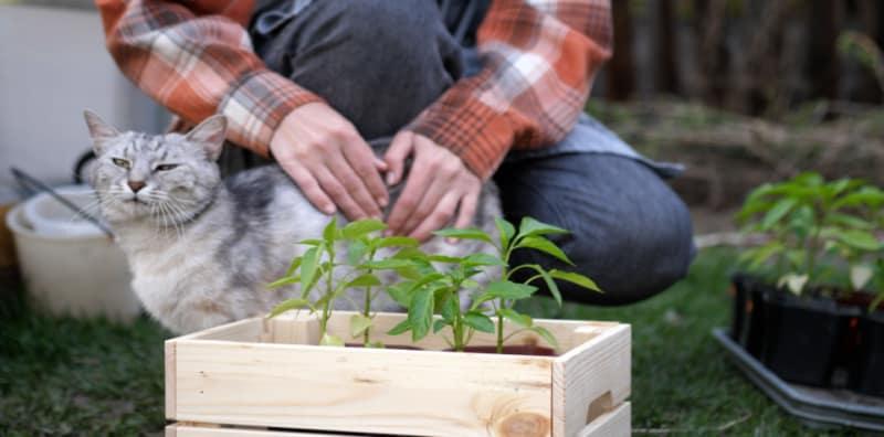Jaga-jaga Jika Gemar Berkebun & Ada Kucing Di Rumah? Anda Berisiko Kena JANGKITAN Ini