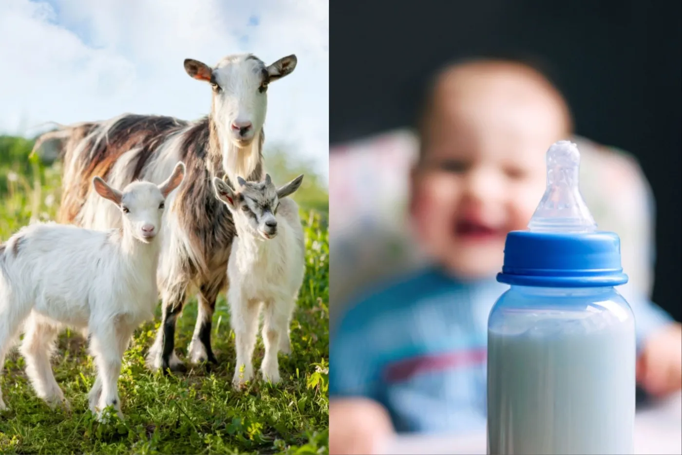 Susu Kambing VS Susu Lembu, Yang Mana Lebih Baik Untuk Si Kecil?