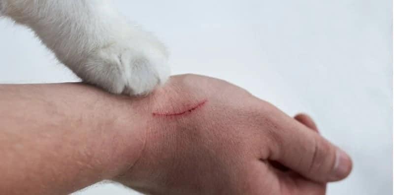 Hati-hati Pencinta Kucing! Anda Berisiko Dijangkiti Penyakit Kulat Sporo Ini