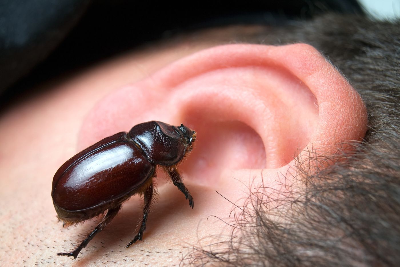 Serangga Besar Boleh Masuk Dalam Telinga! Macam Mana Nak Buang?