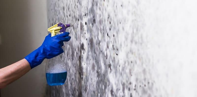 Jangan Biar Kulat Tumbuh Berleluasa Di Kawasan Rumah, Boleh Buat Anda Jatuh Sakit!