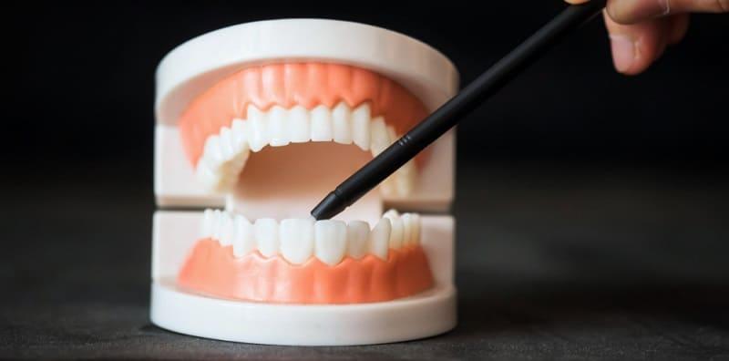 Eh, Mana Satu Ye Gigi Kacip? Jom Kenali Gigi Kacip Dan Ketahui Fungsinya!