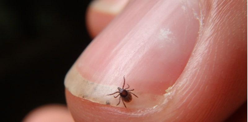 Penyakit Bawaan Vektor (Serangga) Menjangkiti Manusia! Kenali Zoonoses