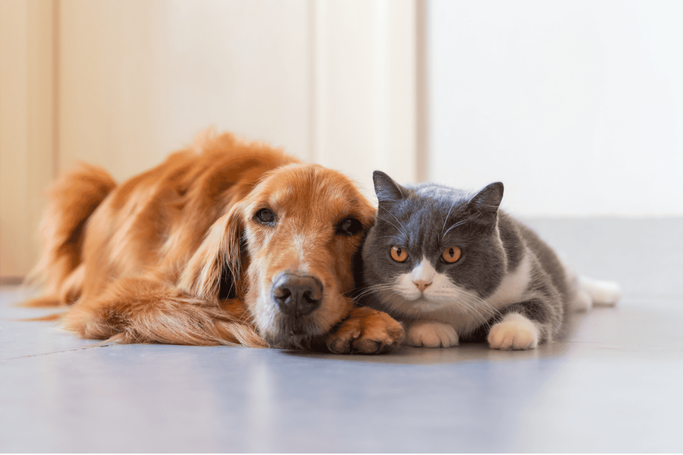 Tak Salah Beri Anak Anda Haiwan Peliharaan, AWAS Dengan 13 Penyakit Ini!