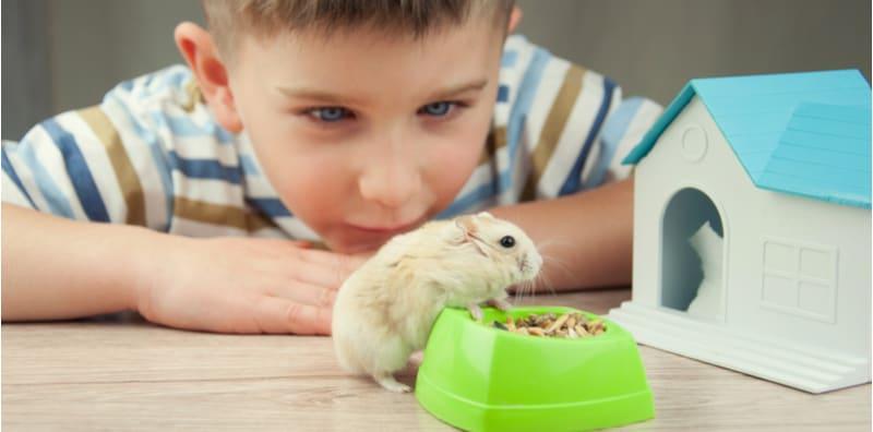 haiwan peliharaan di rumah