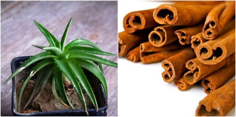 Ingin Cara Semula Jadi Atasi Diabetes? Ini 6 Remedi Kawal Kencing Manis