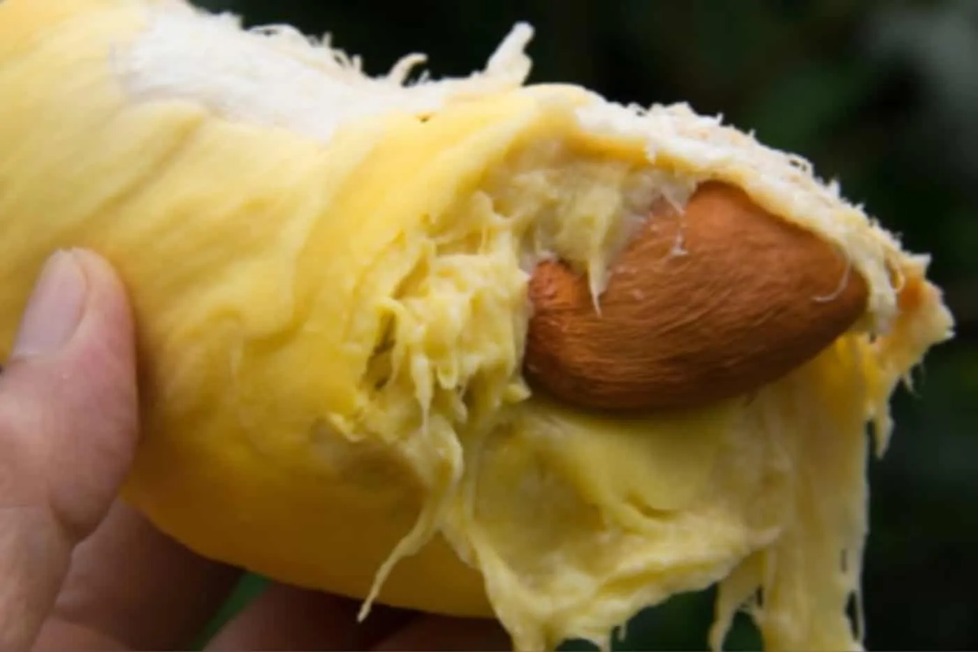 'Panas Badan' Jika Makan Durian Masa Hamil? Ini 5 Khasiatnya Buat Ibu!