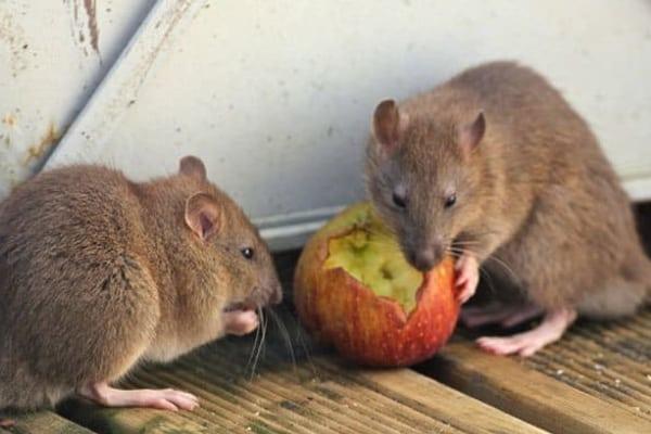 termakan racun tikus