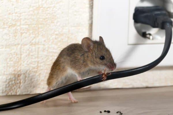 termakan racun tikus