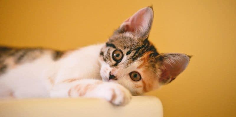 Elak Alahan Bulu Kucing Dengan Cara Bela Si Meow? Ini 7 Mitos Tentang Alergi Haiwan!