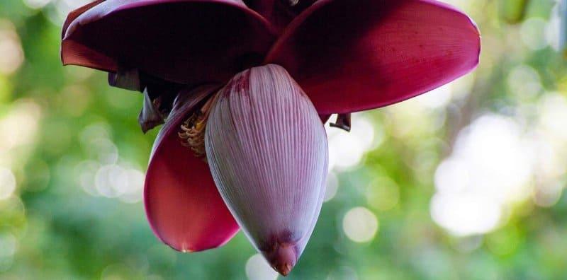Rugi Siapa Tak Makan, Ini Dia 7 Khasiat Jantung Pisang Yang Ramai Tak Tahu!