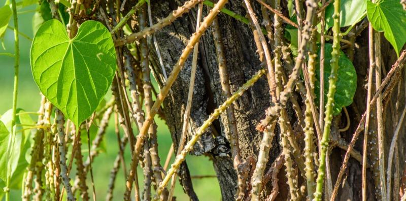 Akar Seruntun Kaya Khasiat, Tapi, Jika Terlebih Dos Boleh Sebabkan Kesan Toksik Pada Hati!