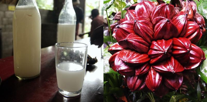 Air Nira Nipah Boleh Buat Buah Pinggang Rosak? Penggemar Minuman Ini Perlu Tahu!