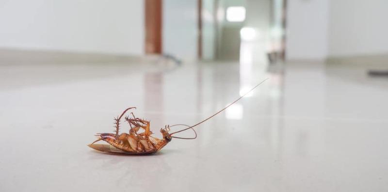 Dipanggil Nama Haiwan Lain Bila Terbang, Ini 6 Cara Efektif Halau Lipas Di Rumah!