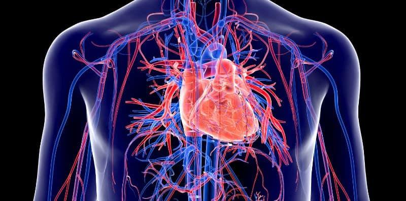 Apa Yang Membentuk Sistem Peredaran Darah Manusia? Ketahui Strukturnya Di Sini!