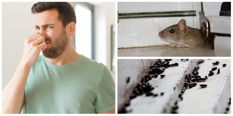 Terbau Tahi Tikus Di Rumah? Ini 6 Tanda Kediaman Anda Sudah Jadi Sarang 'CIK TI'!