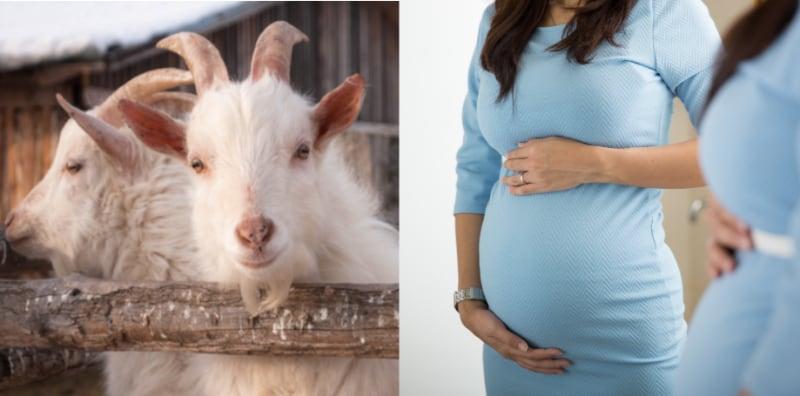 Ibu Hamil Tak Boleh Minum Susu Kambing? Ini 5 Bahayanya Jika Diambil Awal Trimester!