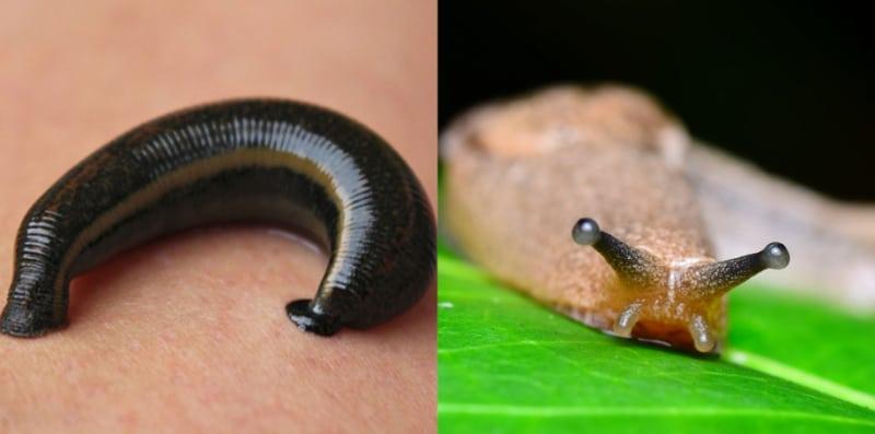 Pacat VS Lintah, Ada Cara Rawatan Terbaik Untuk Gigitan 2 Haiwan Penghisap Darah Ini!